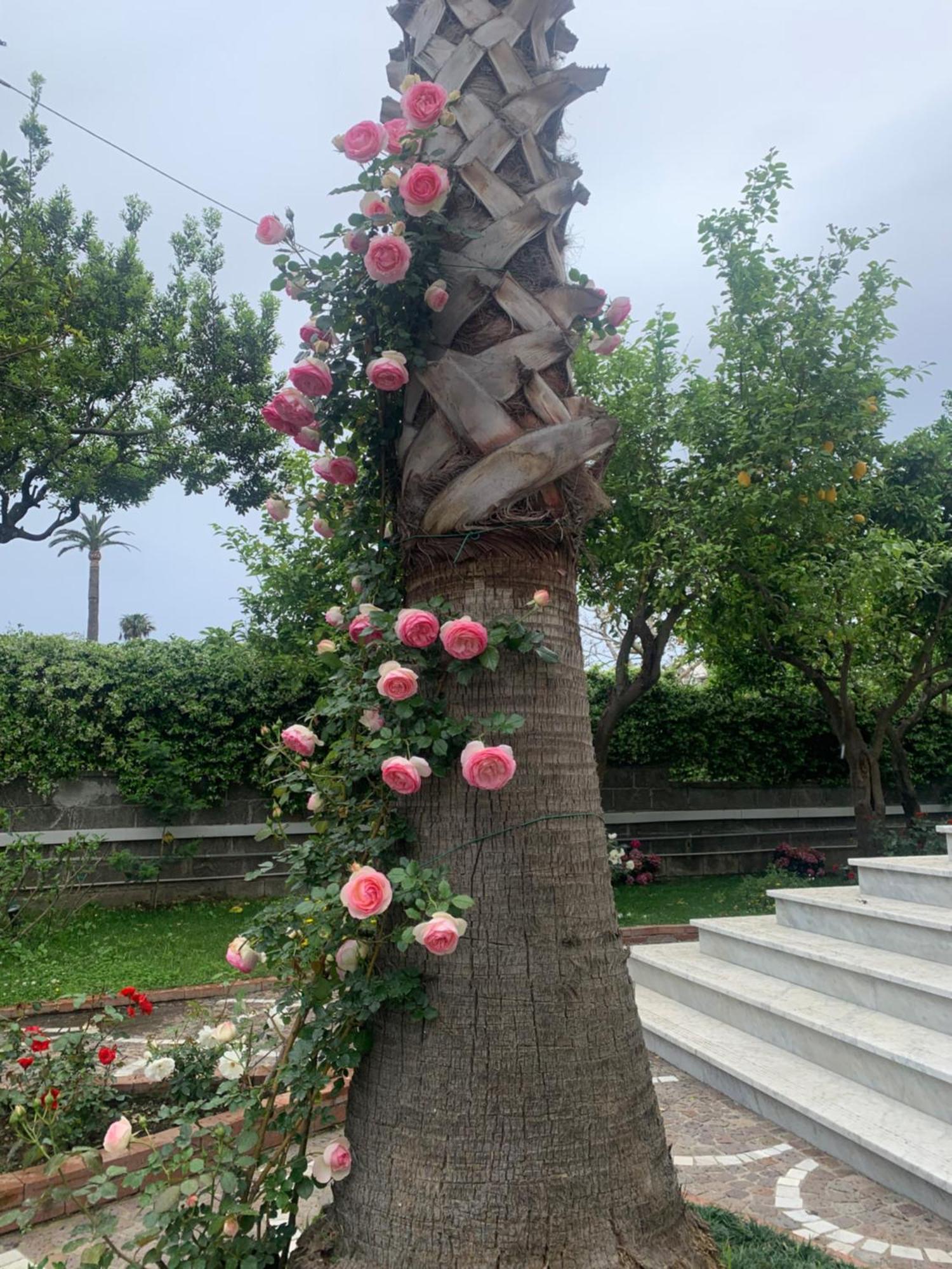 Villa Cettina Boutique Hotel Sorrento Ngoại thất bức ảnh